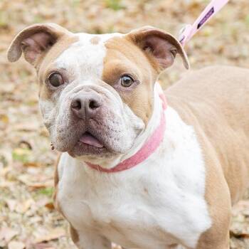 Bulldog Dogs Available for Adoption - Barbara | PetCurious