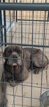 KONG -  Cane Corso Dog for Adoption in Opelousas, Louisiana - KONG | PetCurious
