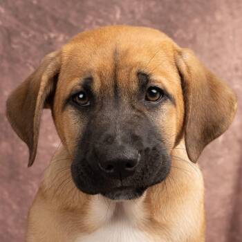 Mixed Breed Dogs Available for Adoption in Smyrna, Georgia - Dietz | PetCurious