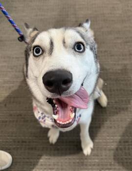 Andre -  Siberian Husky and Husky Dog for Adoption in Scottsdale, Arizona - Andre | PetCurious