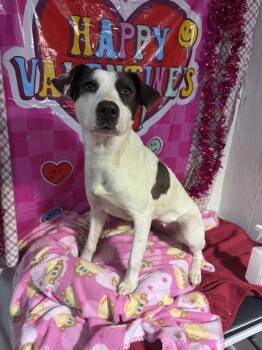 Pointer Dogs Available for Adoption - Jo Jo | PetCurious