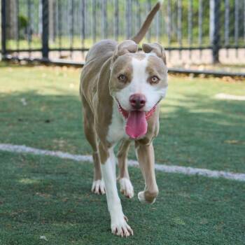 Mixed Breed Dogs Available for Adoption in Memphis, Tennessee - Opea | PetCurious