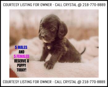 Rescue Beagle Dogs for Adoption in Valley City, North Dakota - 5 MALE & 5 FEMALE BEAGLE MIX PUPPIES - COURTESY | PetCurious