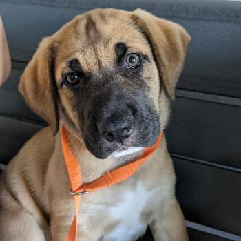 Terrier and Hound Dogs Available for Adoption - Katrina | PetCurious