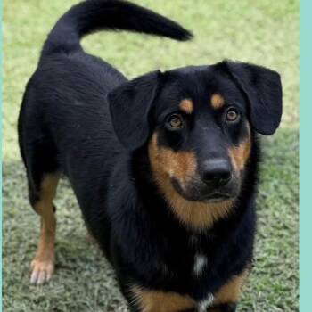 Thompson -  Rottweiler Dog for Adoption - Thompson | PetCurious