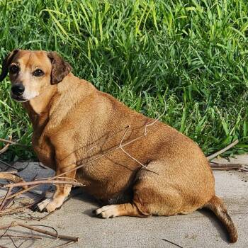 Rescue Dachshund Dogs for Adoption in Houston, Texas - Jimmy Dean | PetCurious