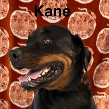 Rescue Rottweiler Dogs for Adoption in Albany, New York - Kane | PetCurious