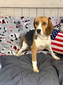 Lady Bird -  Beagle Dog for Adoption in Fort Worth, Texas - Lady Bird | PetCurious