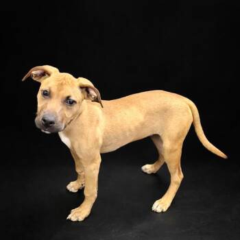 Black Mouth Cur and Mixed Breed Dogs Available for Adoption in Winter Haven, Florida - MAMASITSA | PetCurious