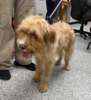Wheaten Terrier Dogs Available for Adoption in Aurora, Illinois - Ozzy | PetCurious