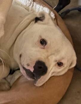 Mixed Breed Dogs Available for Adoption in Springfield, Ohio - Kitty | PetCurious