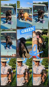 GREEN -  Black Labrador Retriever and Labrador Retriever Dog for Adoption in Jackson, Tennessee - GREEN | PetCurious