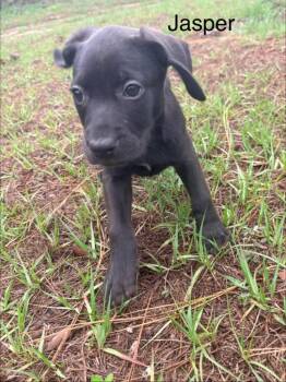Labrador Retriever and Mixed Breed Dogs Available for Adoption in St. Augustine, Florida - Jasper | PetCurious