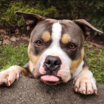 TIRAMISU -  American Bully and Mixed Breed Dog for Adoption in Toronto, Ontario - TIRAMISU | PetCurious