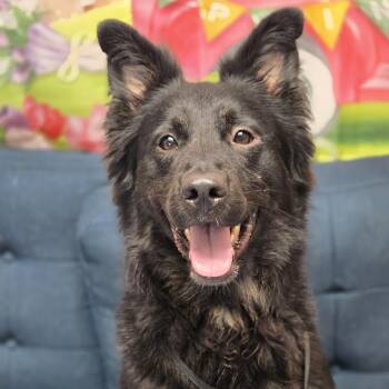 Kirby -  Shepherd and Mixed Breed Dog for Adoption in Normal, Illinois - Kirby | PetCurious