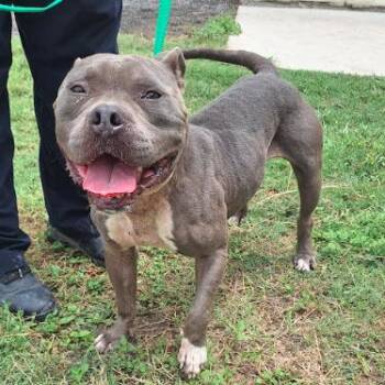 Dumbo -  American Staffordshire Terrier Dog for Adoption in Austin, Texas - Dumbo | PetCurious