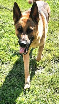 Rescue German Shepherd Dog Dogs for Adoption in Berea, Kentucky - Bravo | PetCurious