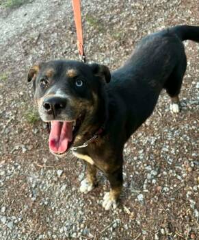 Homer -  Australian Cattle Dog Blue Heeler and Australian Shepherd Dog for Adoption in Lancaster, South Carolina - Homer | PetCurious