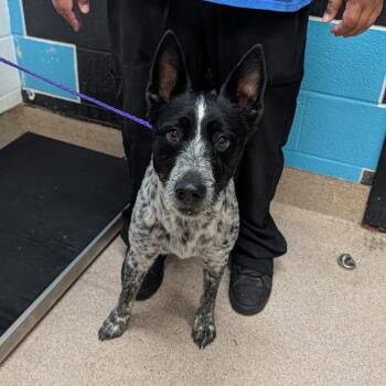 Australian Cattle Dog Blue Heeler and Schnauzer Dogs Available for Adoption in Ardmore, Oklahoma - Trooper | PetCurious