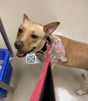 Labrador Retriever Dogs Available for Adoption - Sheba | PetCurious