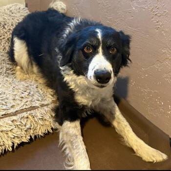 Coco Chanel -  Border Collie and Australian Shepherd Dog Available for Adoption in Idaho Falls, Idaho - Coco Chanel | PetCurious