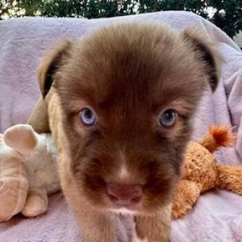 Merlot -  Shepherd Dog for Adoption in Houston, Texas - Merlot | PetCurious