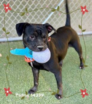 Rescue Pit Bull Terrier Dogs for Adoption in Marietta, Georgia - PADME | PetCurious