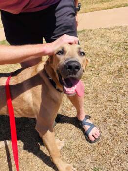 Brandi -  Great Dane Dog for Adoption in Piedmont, Oklahoma - Brandi | PetCurious
