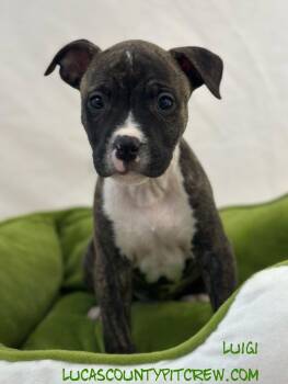 Rescue Labrador Retriever and Pit Bull Terrier Dogs for Adoption in Toledo, Ohio - Luigi | PetCurious