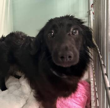 Dachshund Dogs Available for Adoption in New York, New York - Summer | PetCurious
