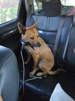 ANGELO -  Bull Terrier Dog for Adoption in Conroe, Texas - ANGELO | PetCurious