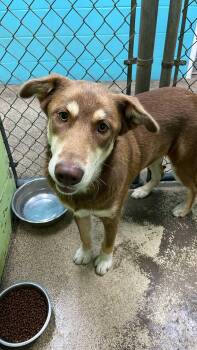 Rescue Husky and German Shepherd Dog Dogs for Adoption in Fort Payne, Alabama - Mekhi | PetCurious
