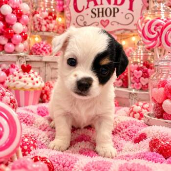 Lolli -  Chihuahua and Dachshund Dog for Adoption in Baton Rouge, Louisiana - Lolli | PetCurious