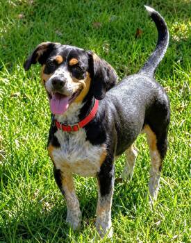 Dante -  Beagle and Dachshund Dog for Adoption in Dunnellon, Florida - Dante | PetCurious