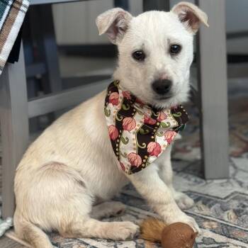 Mixed Breed Dogs Available for Adoption in Buffalo, Minnesota - Vanilla | PetCurious