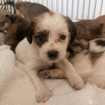 Ellen Sue -  Terrier and Border Terrier Dog for Adoption in San Diego, California - Ellen Sue | PetCurious