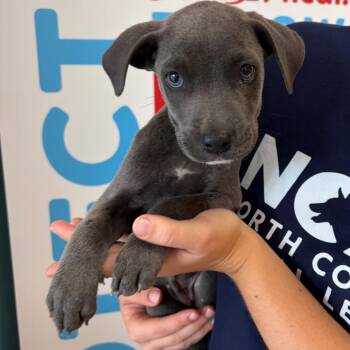Jasmine -  Mixed Breed Dog for Adoption in Morristown, Vermont - Jasmine | PetCurious