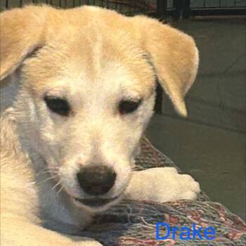 Drake -  Mixed Breed Dog for Adoption in Dekalb, Illinois - Drake | PetCurious