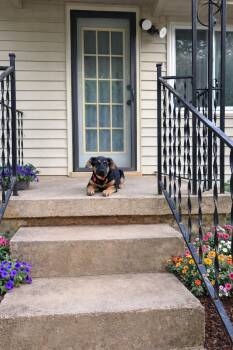 German Shepherd Dog and Labrador Retriever Dogs Available for Adoption in Nashville, Tennessee - Cyclone (F) | PetCurious