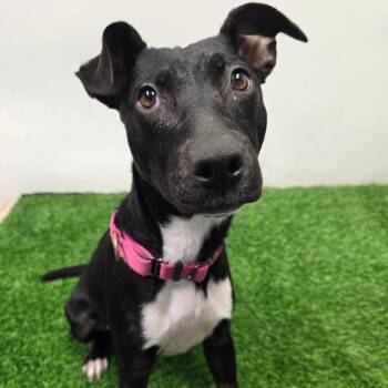 Mixed Breed Dogs Available for Adoption in Columbia, Missouri - Dingo | PetCurious