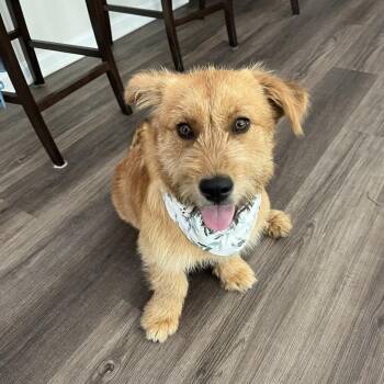 Terrier Dogs Available for Adoption in Wake Forest, North Carolina - Dogberry | PetCurious