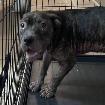 Bella -  English Bulldog and Mixed Breed Dog for Adoption in Starkville, Mississippi - Bella | PetCurious