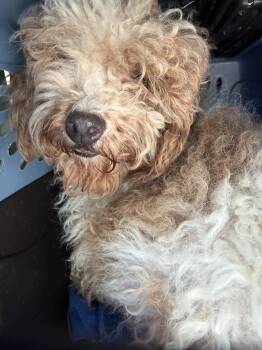 Janet Wood -  Miniature Poodle Dog for Adoption in Blue Springs, Missouri - Janet Wood | PetCurious