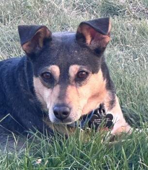 Bindi -  Mixed Breed Dog for Adoption in Albuquerque, New Mexico - Bindi | PetCurious