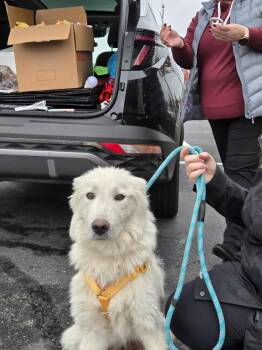 Rescue Great Pyrenees Dogs for Adoption in Puyallup, Washington - Clifford | PetCurious