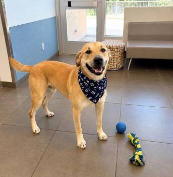 Lucky -  Rhodesian Ridgeback and Labrador Retriever Dog for Adoption in Euless, Texas - Lucky | PetCurious
