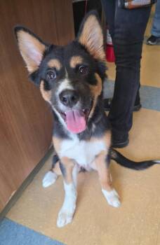 Shepherd Dogs Available for Adoption in Little Elm, Texas - Dumpling | PetCurious