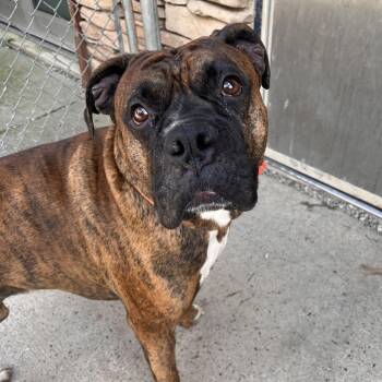 King -  Mixed Breed Dog for Adoption in Fairport, New York - King | PetCurious