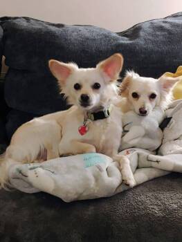 Chinese Crested Dog and Jack Russell Terrier Dogs Available for Adoption in Jeffersonville, Indiana - Bobby And Jimmy | PetCurious