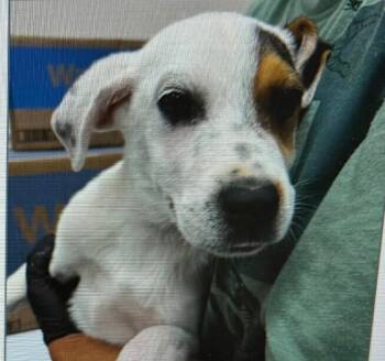 Louise -  Mixed Breed Dog for Adoption in Parker, Colorado - Louise | PetCurious